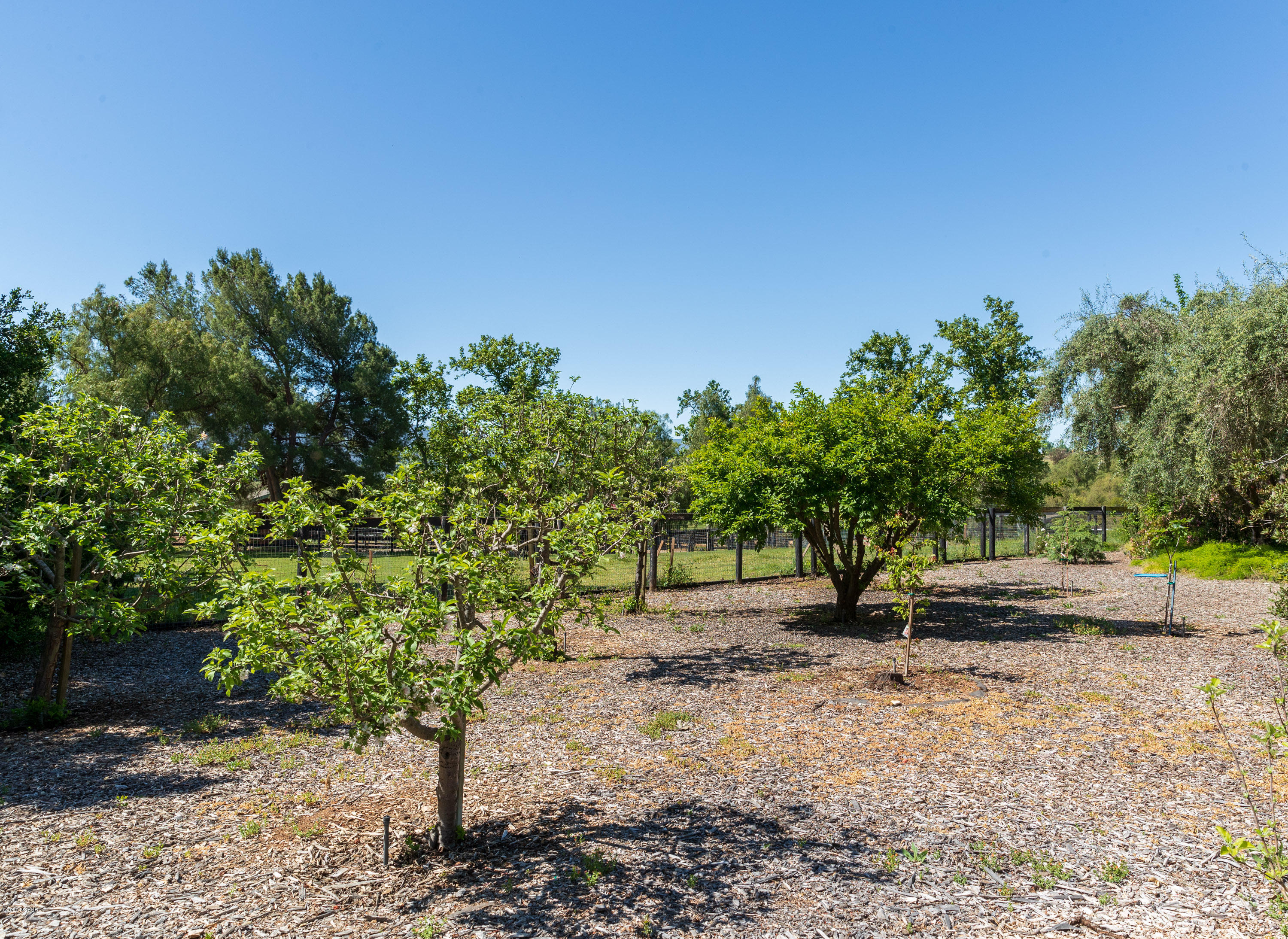 5399 Baseline Avenue Santa Ynez, CA 93460 - Photo 25 of 31 Fruit Trees