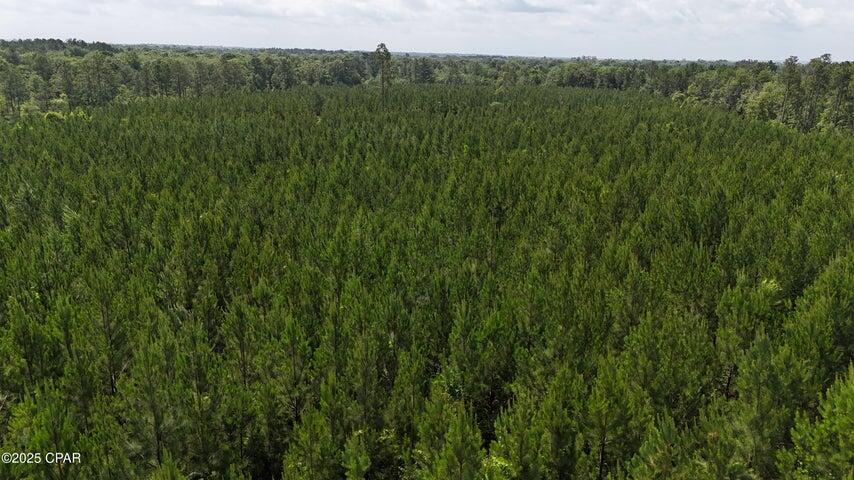 0 Douglas Ferry Road Chipley, FL 32428 - Photo 1 of 1 00 Douglas Ferry Rd Pic