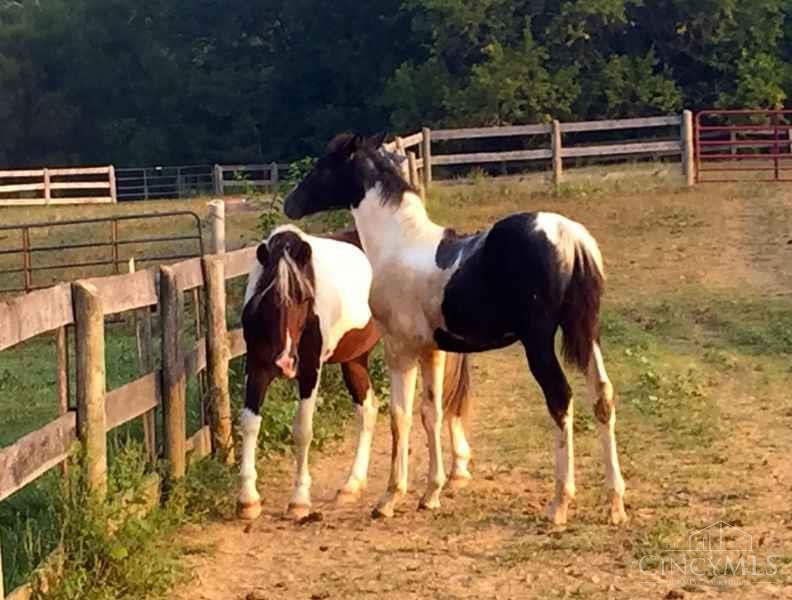 2920 Minton Road Hamilton, OH 45013 - Photo 7 of 39 horses