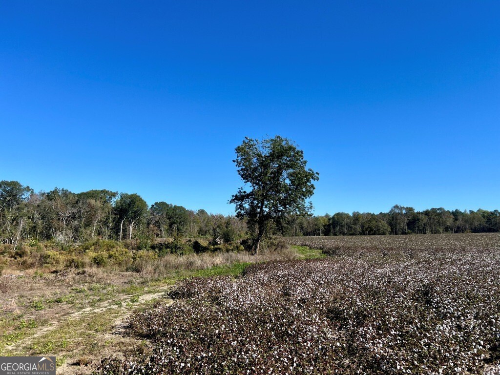0 Bowen Hill Road Portal, GA 30450 - Photo 21 of 27 a view of a field with trees in background