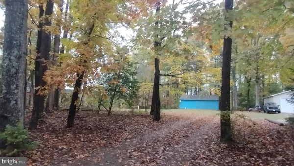 a view of a forest with trees