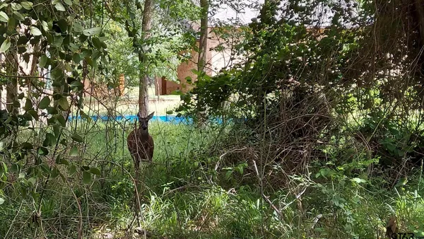 a view of a tree in a garden