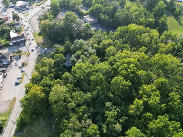 a plant with lots of trees