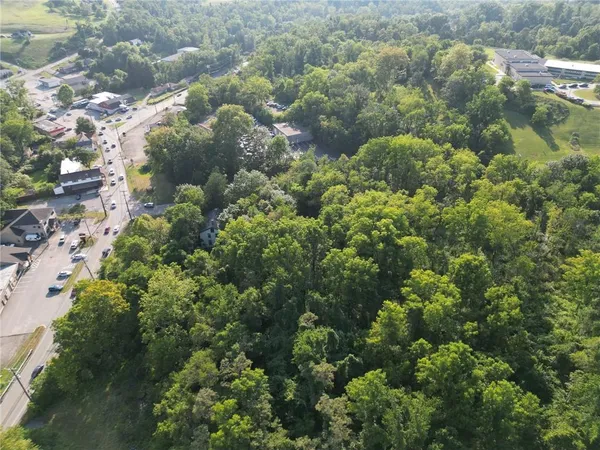 a close up of a plant