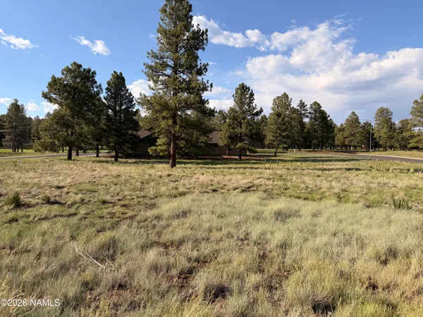 a view of a yard with trees
