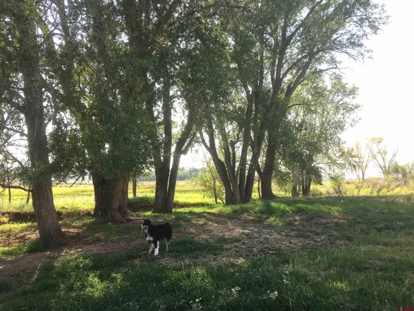 a park with trees in the background