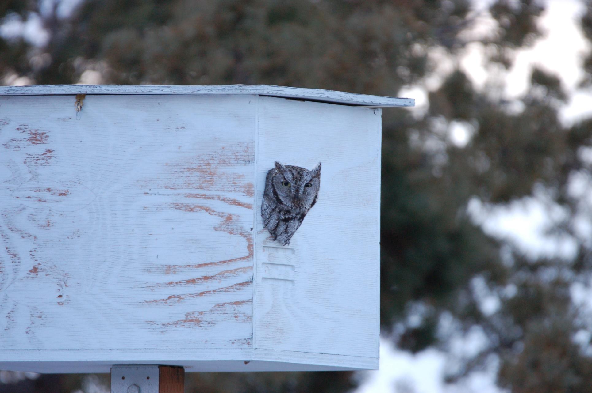 11600 Southwest Reif Road Powell Butte, OR 97753 - Photo 48 of 53 batch_48 Screech owl