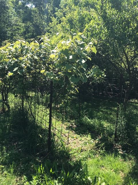 12399 Anderson Road French Lick, IN 47432 - Photo 2 of 17