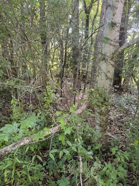 196 Lower Woodville Road Natchez, MS 39120 - Photo 2 of 7 Photo 2