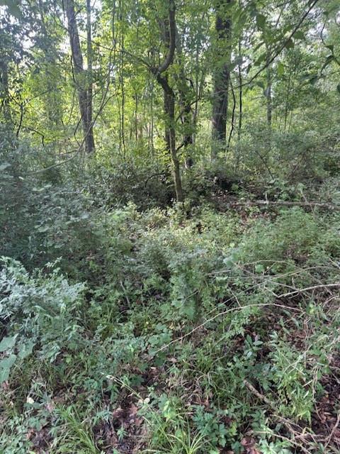 196 Lower Woodville Road Natchez, MS 39120 - Photo 3 of 7 Photo 3