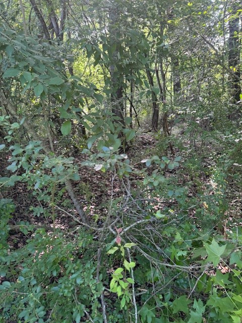 196 Lower Woodville Road Natchez, MS 39120 - Photo 4 of 7 Photo 4