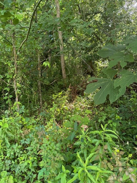 196 Lower Woodville Road Natchez, MS 39120 - Photo 5 of 7 Photo 6