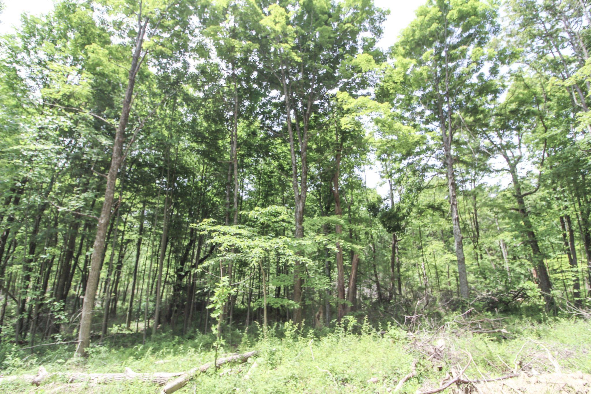 Lot 1 Mulberry Road Mount Perry, OH 43760 - Photo 18 of 31 19-IMG_8665