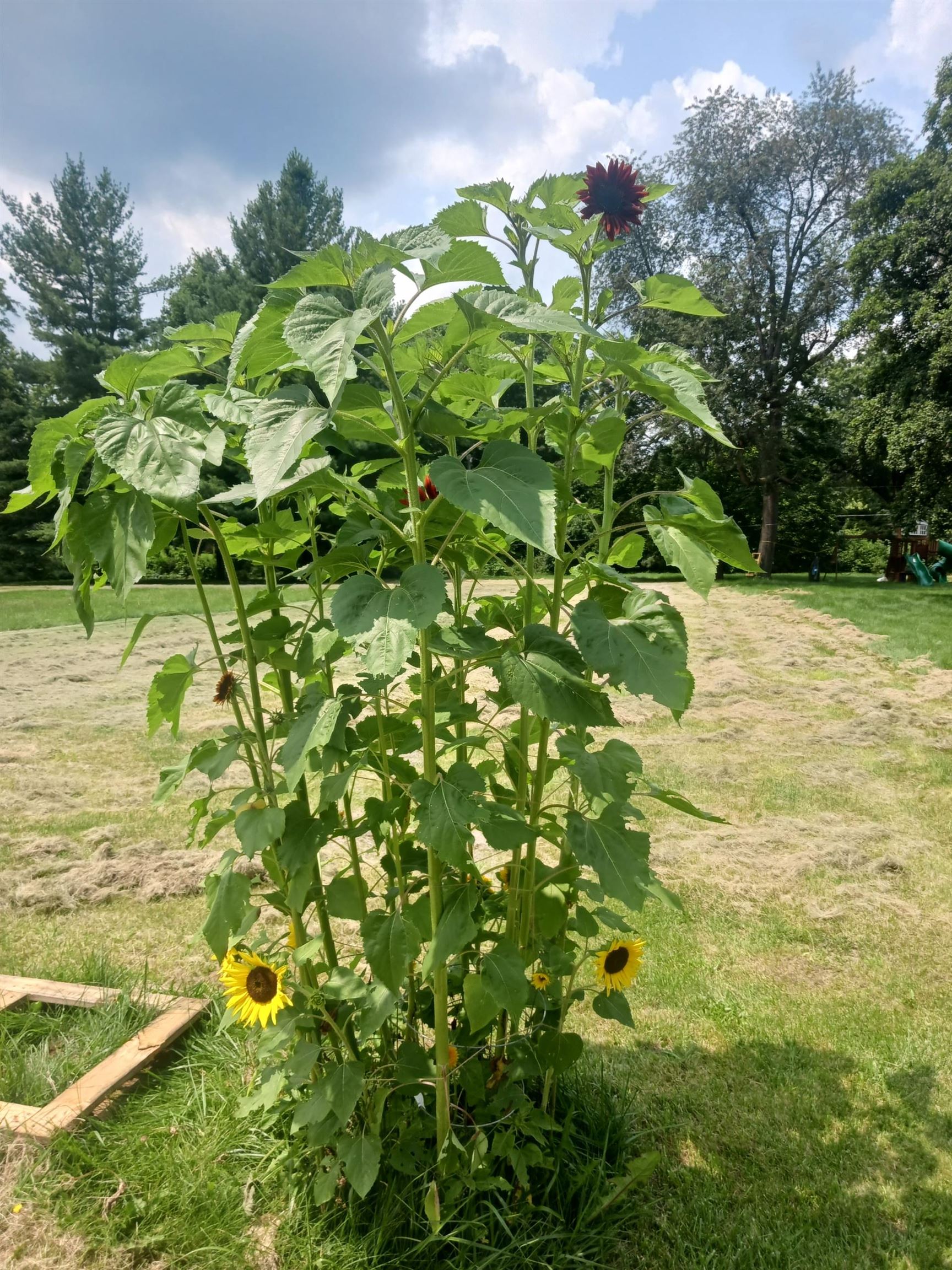 4738 Owen Center Road Rockford, IL 61101 - Photo 34 of 42 a view of a garden