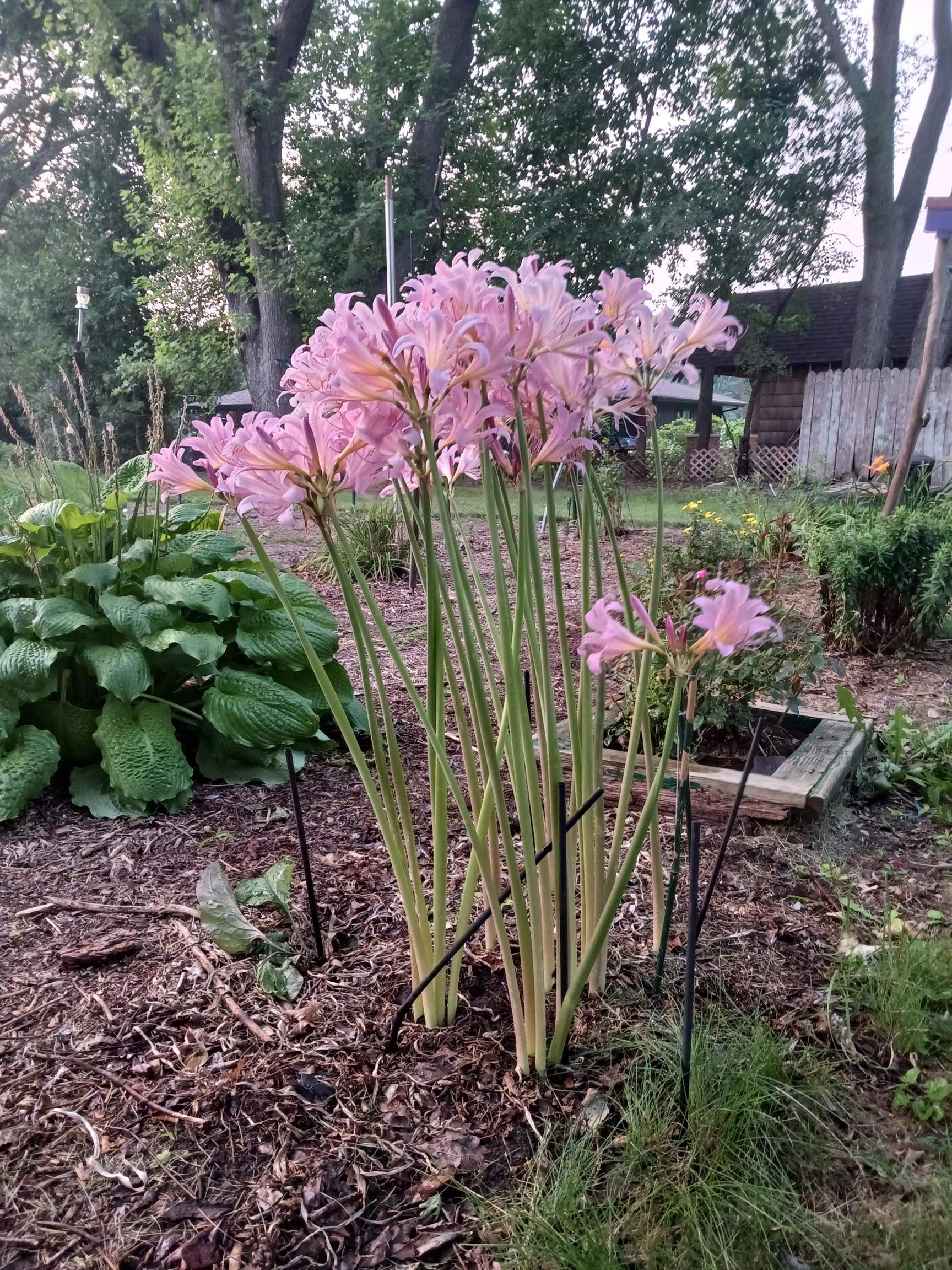 4738 Owen Center Road Rockford, IL 61101 - Photo 36 of 42 a view of a backyard with a garden