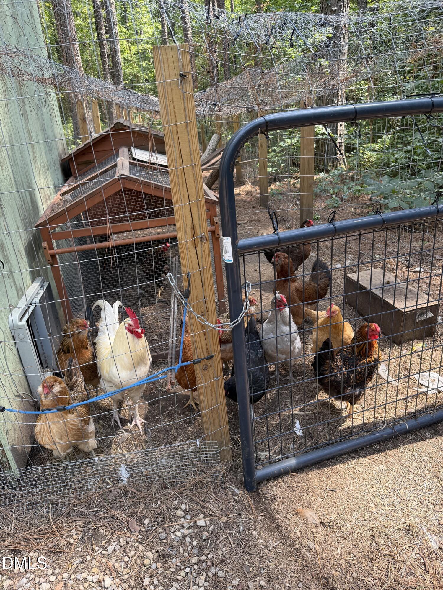 1106 Scott King Road Durham, NC 27713 - Photo 29 of 39 scottkingchickens