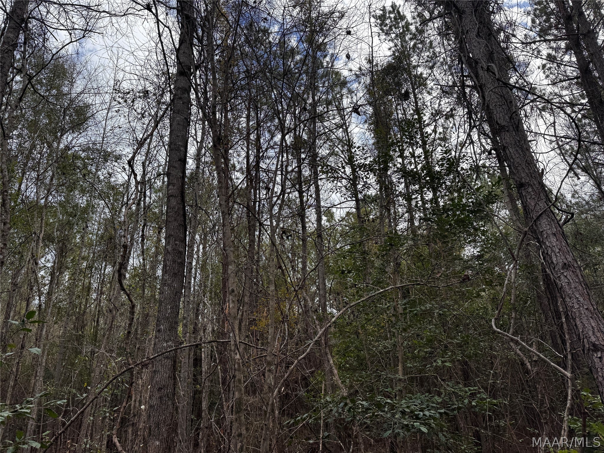 0 County Road Monroeville, AL 36460 - Photo 20 of 44 Gallery Image 20