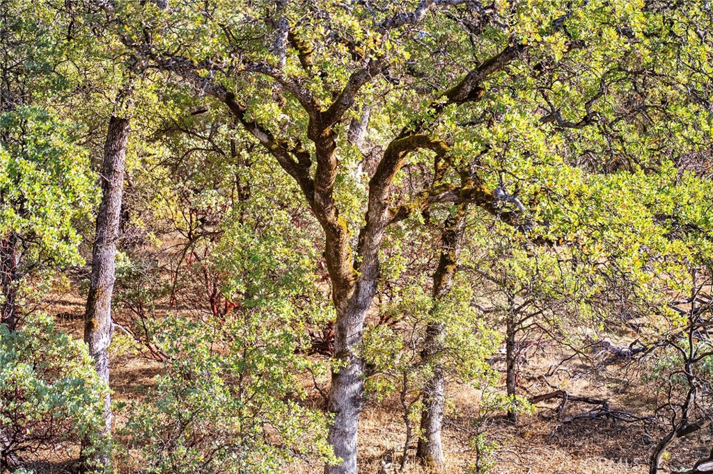16925 Basler Road Cottonwood, CA 96022 - Photo 24 of 55 a view of a tree