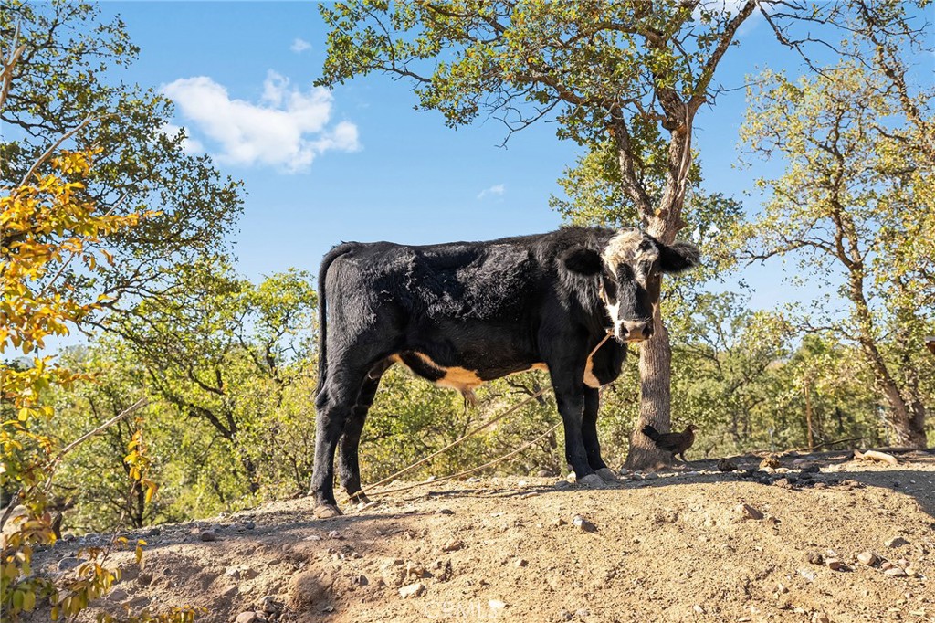 16925 Basler Road Cottonwood, CA 96022 - Photo 45 of 55 a view of a yard with a tree