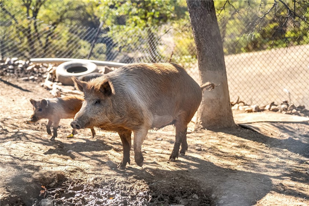 16925 Basler Road Cottonwood, CA 96022 - Photo 49 of 55 a view of a yard with table and chairs
