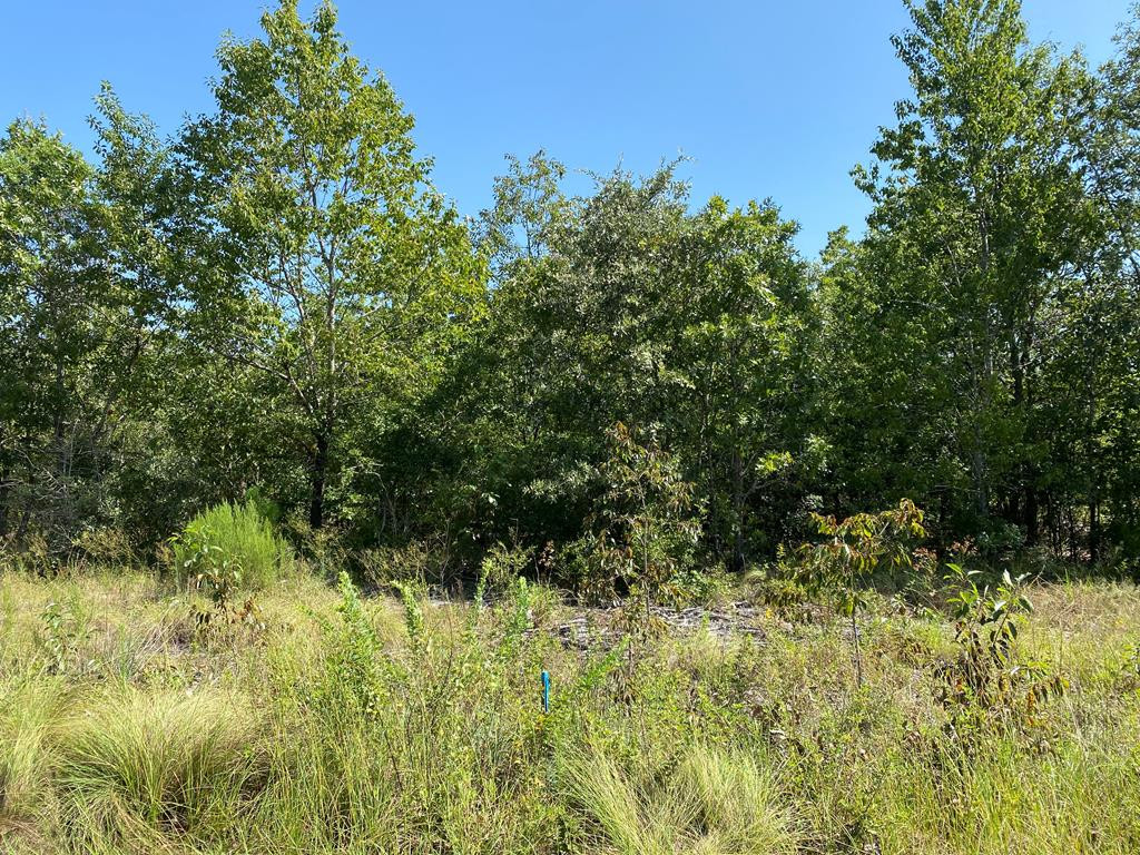 Parcel G Bogeyville Road Ridge Spring, SC 29129 - Photo 1 of 1