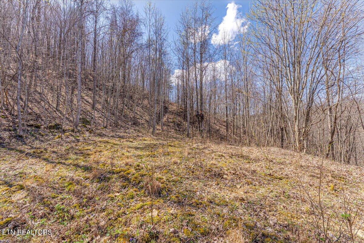 422 Crooked Branch Road Huntsville, TN 37756 - Photo 30 of 35 40-2nd Clearing A4