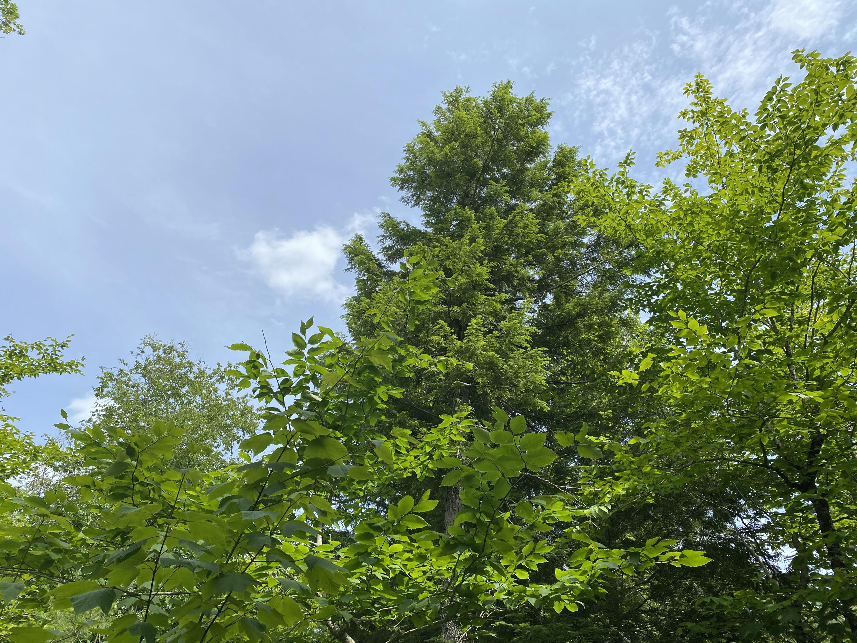 1511 Otis Road Ellsworth, ME 04605 - Photo 10 of 15 IMG_3910