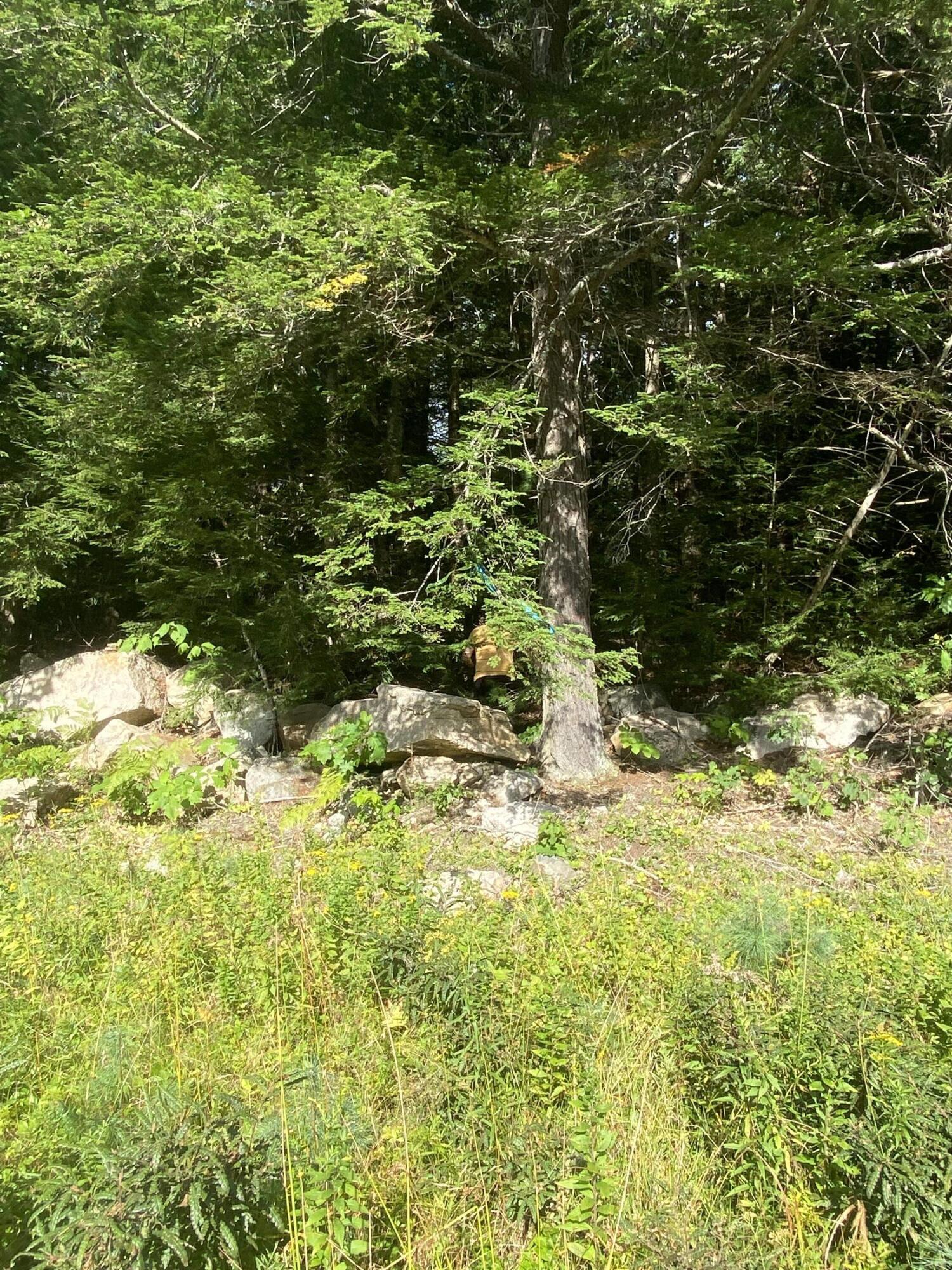 Tbd Abi Road Otisfield, ME 04270 - Photo 13 of 14 IMG_4574
