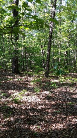 Lot 5 Baker Road Shiloh, GA 31826 - Photo 3 of 4 Gallery Image 3