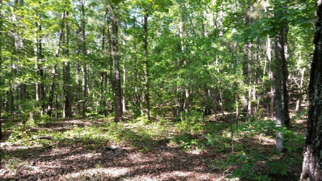 Lot 5 Baker Road Shiloh, GA 31826 - Photo 4 of 4 Gallery Image 4
