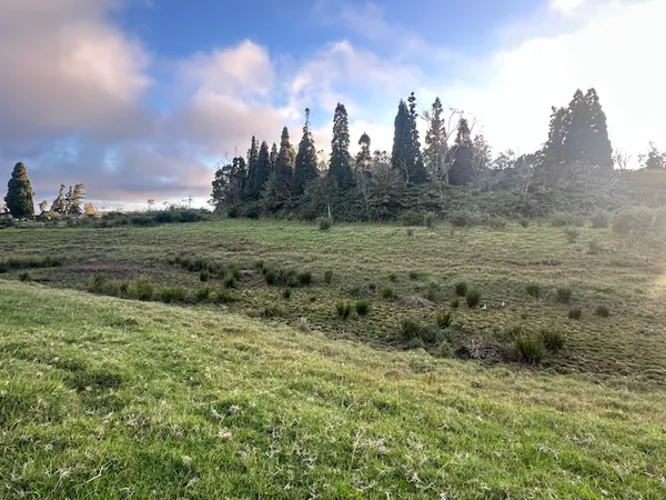 a view of a field with trees in background