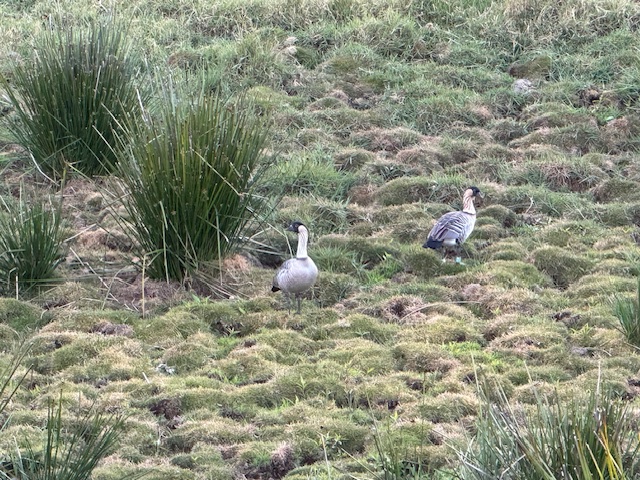 19-5830 Mahiai Road Volcano, HI 96785 - Photo 2 of 4 a view of a small yard