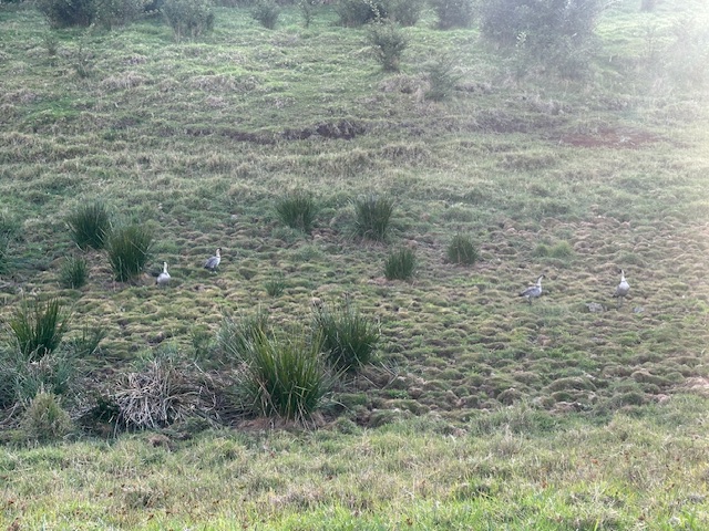 19-5830 Mahiai Road Volcano, HI 96785 - Photo 3 of 4 a view of a dry yard with green space