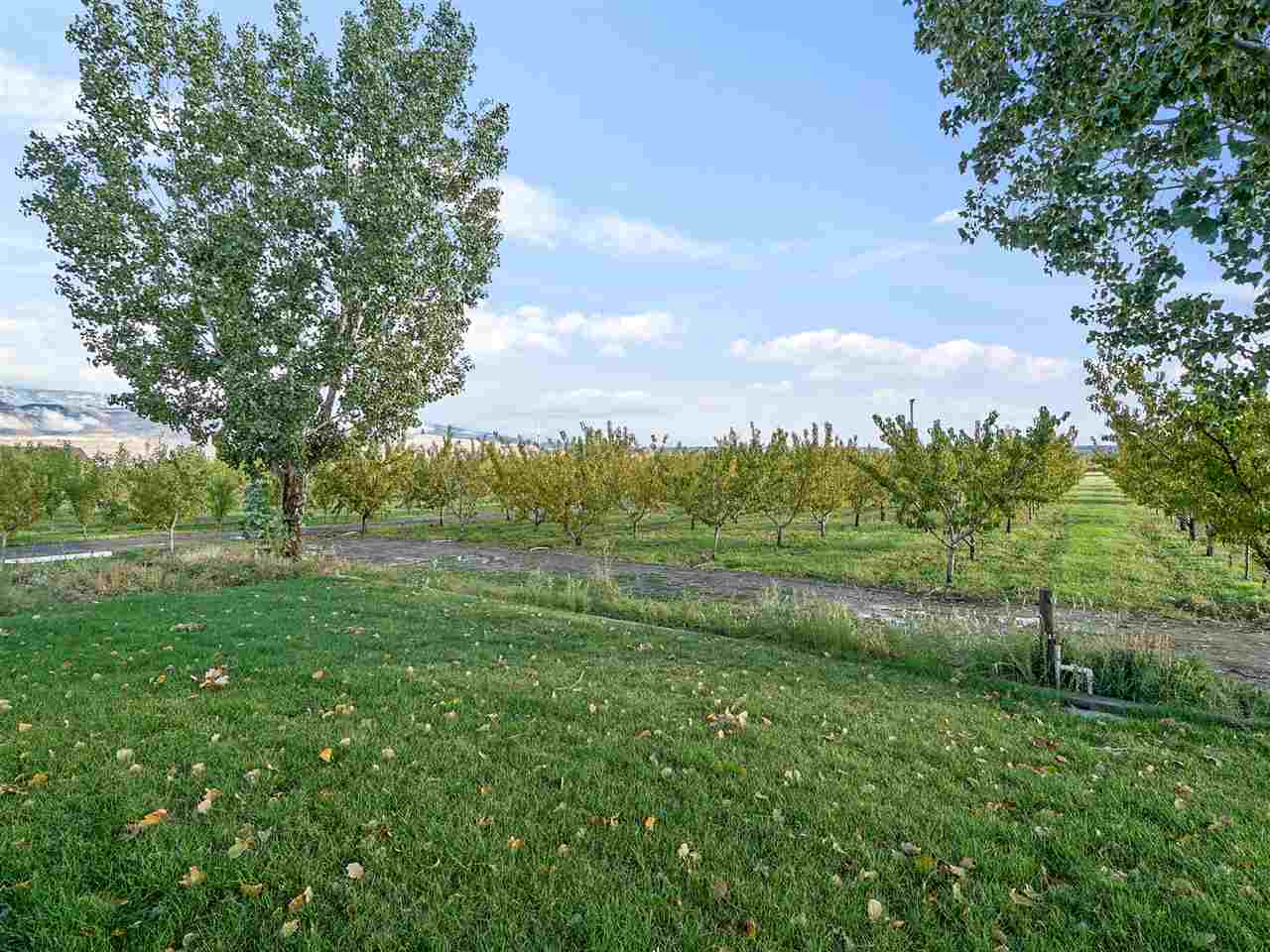 3507 G Road Palisade, CO 81526 - Photo 23 of 42 a view of outdoor space with green field and trees all around