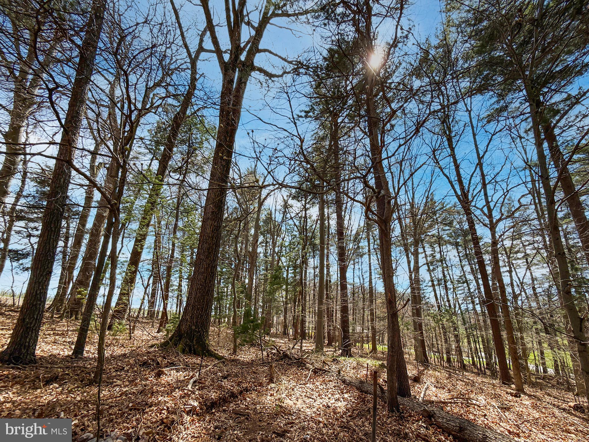 725 Funt Road Aspers, PA 17304 - Photo 33 of 33 a backyard of a house with lots of trees