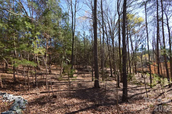 a view of a forest filled with trees