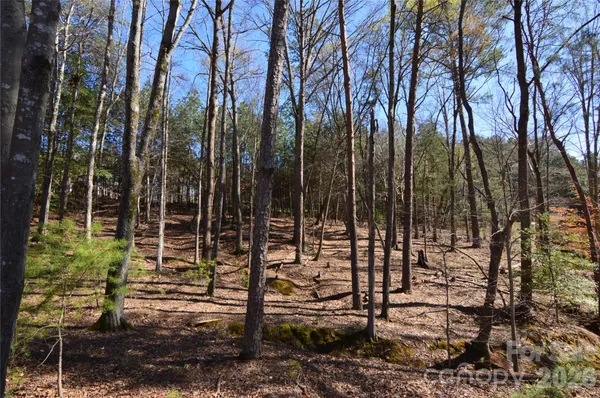 a view of a yard with plants and trees