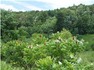 35 Bear Pen Road Whitwell, TN 37397 - Photo 2 of 7 Additional Photo