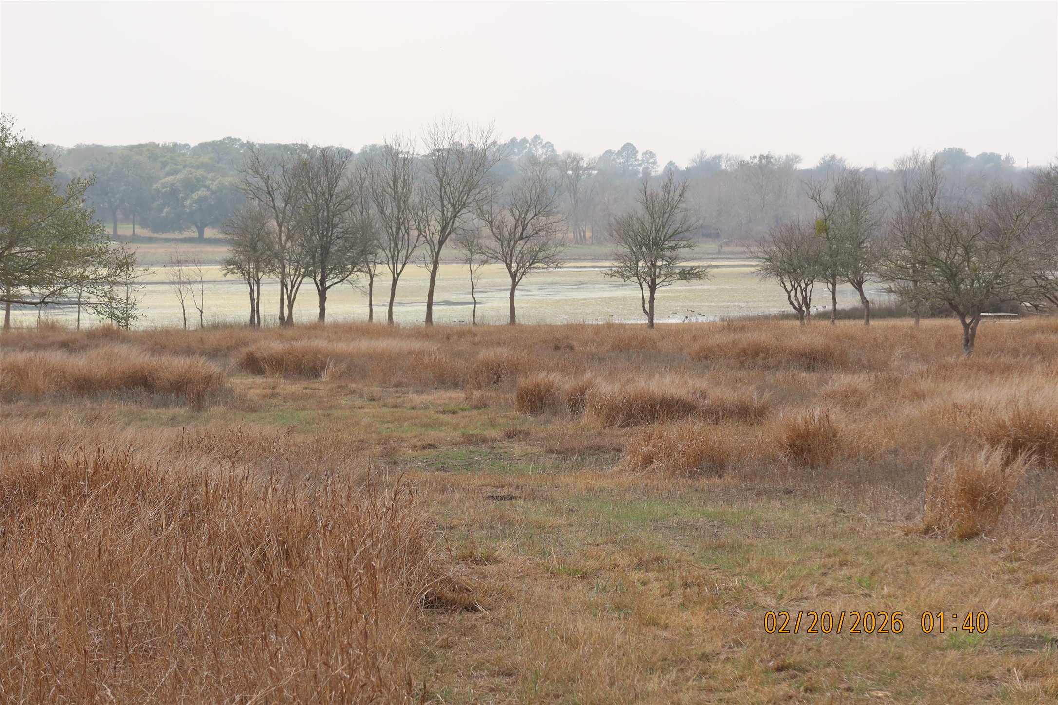0 Bauer Road Fayetteville, TX 78940 - Photo 12 of 16 a view of large trees with a yard