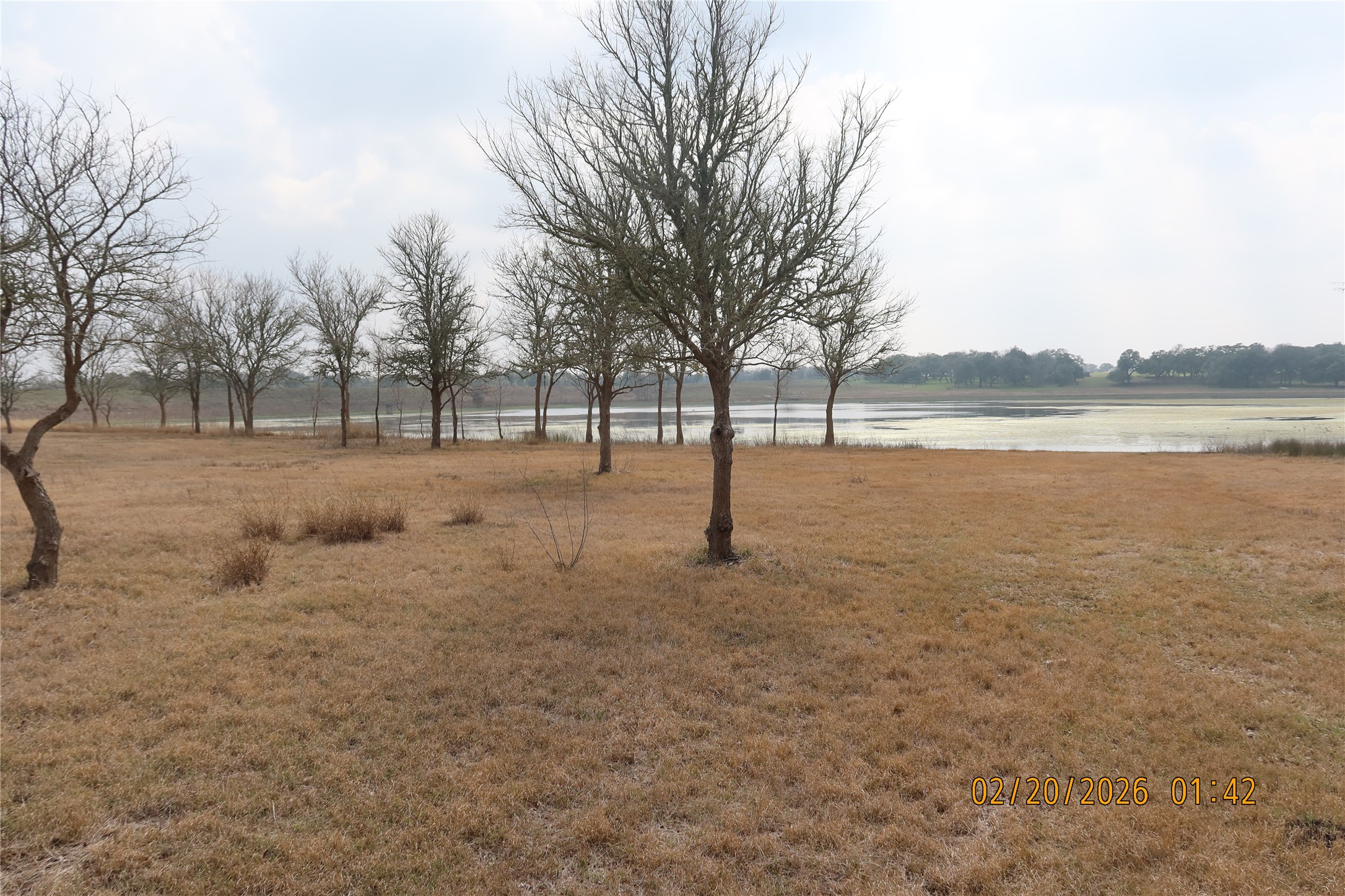 0 Bauer Road Fayetteville, TX 78940 - Photo 13 of 16 a view of dirt yard with a large tree