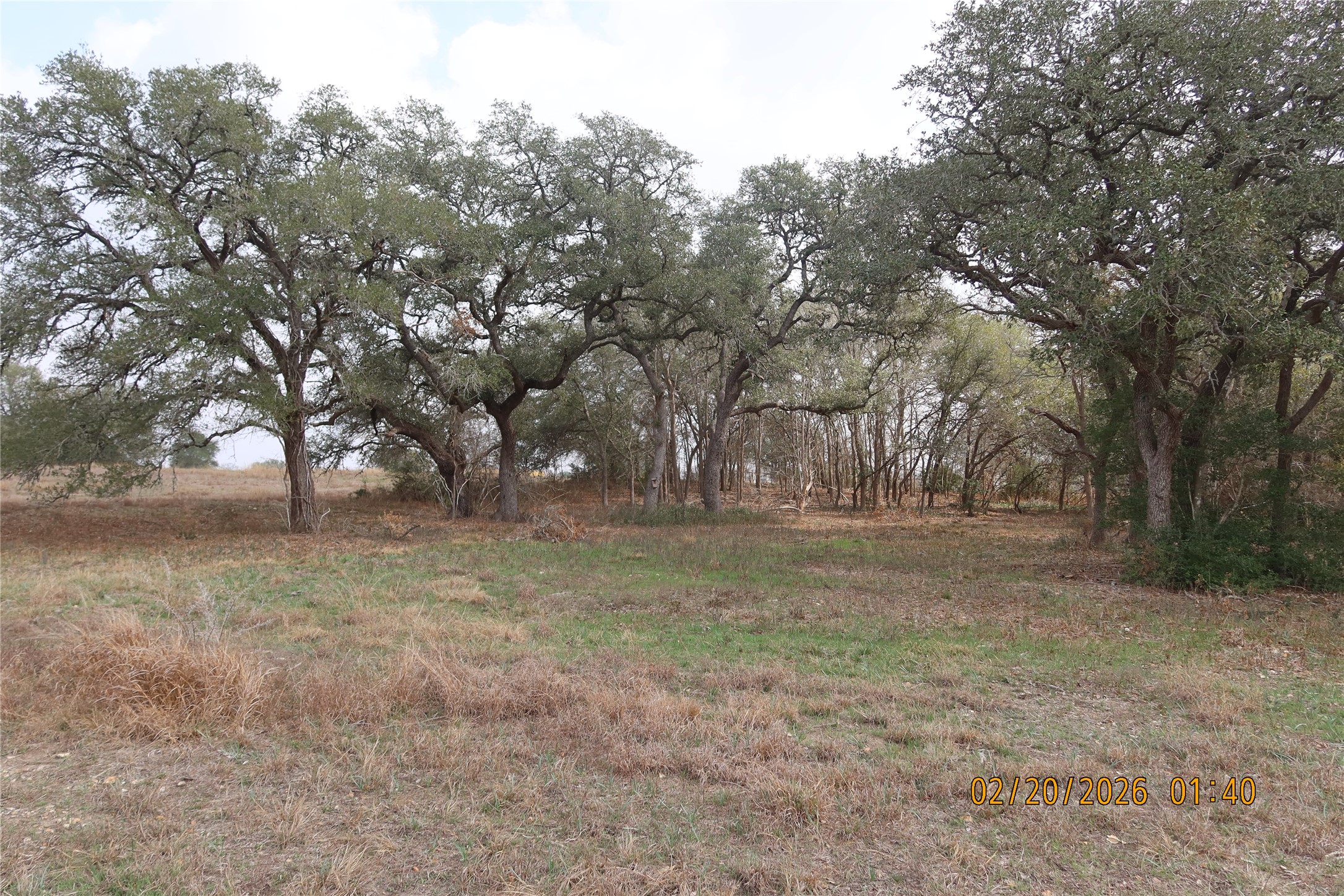 0 Bauer Road Fayetteville, TX 78940 - Photo 9 of 16 a view of a forest with trees in the background