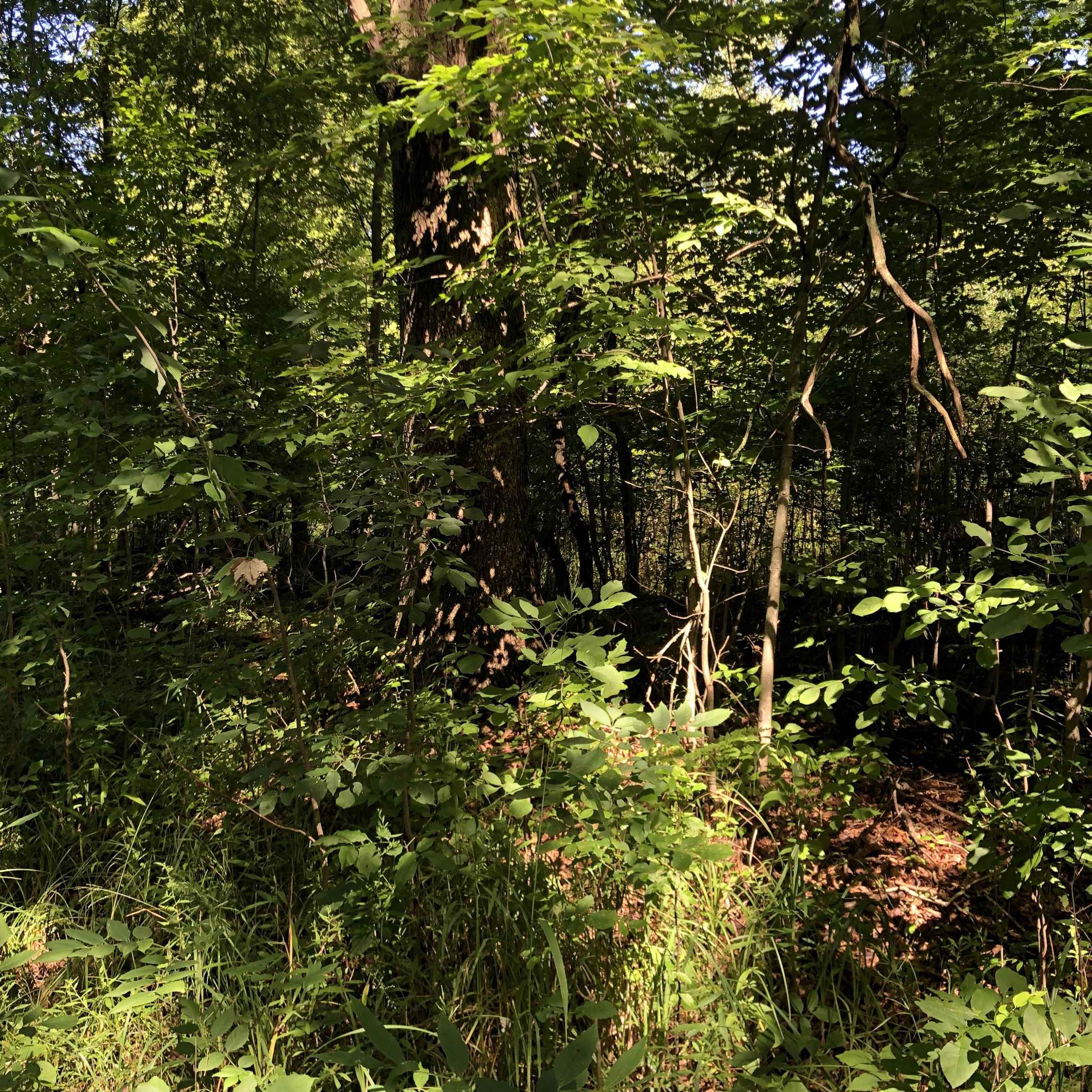 West Gordonville Road Midland, MI 48640 - Photo 6 of 12 50119406-5.JPG