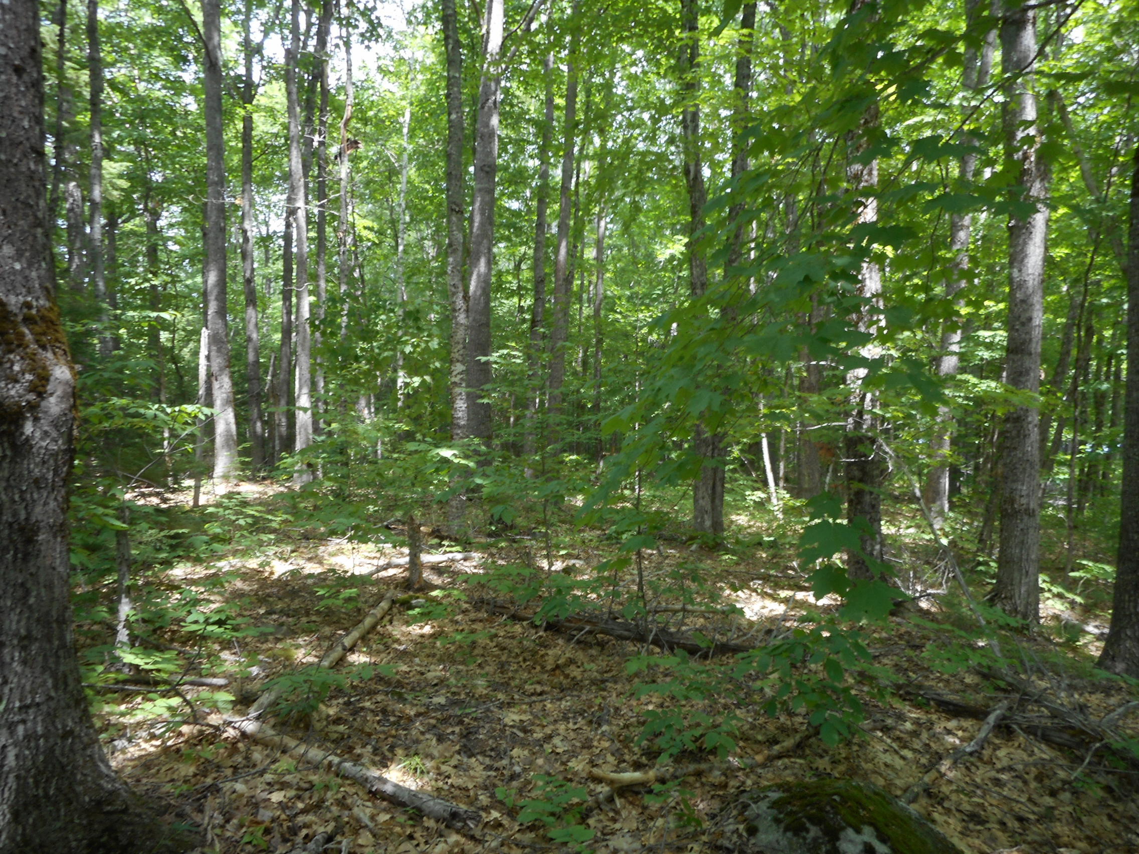 Tbd Lot 3 Tbd Route Lincoln, ME 04457 - Photo 6 of 11 DSCN2952