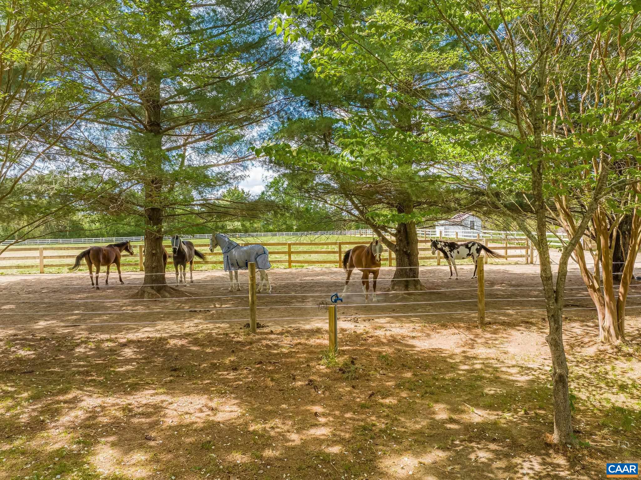 12500 Shannon Hill Road Louisa, VA 23093 - Photo 41 of 59 a view of yard with trees