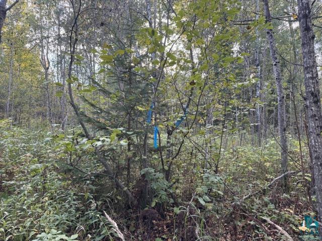 Xxx Brule River Road Brule, WI 54820 - Photo 13 of 18 Gallery Image 13