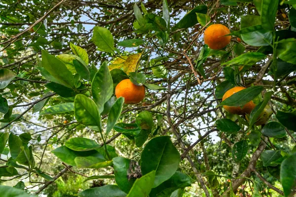 $2,200,000 | 597 Puuopae Road, Kapaa, HI 96746