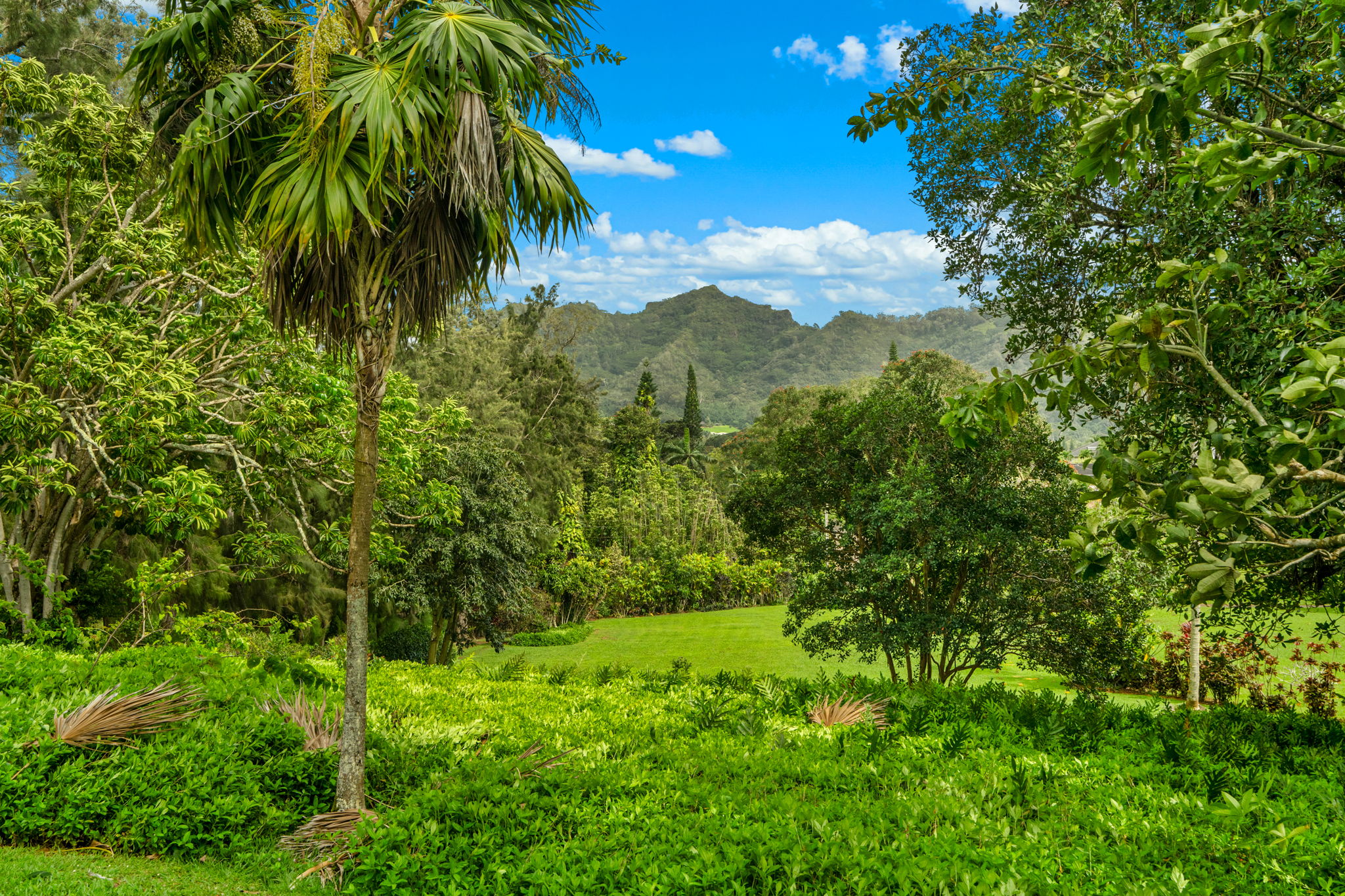 597 Puuopae Road Kapaa, HI 96746 - Photo 3 of 30 a view of a garden