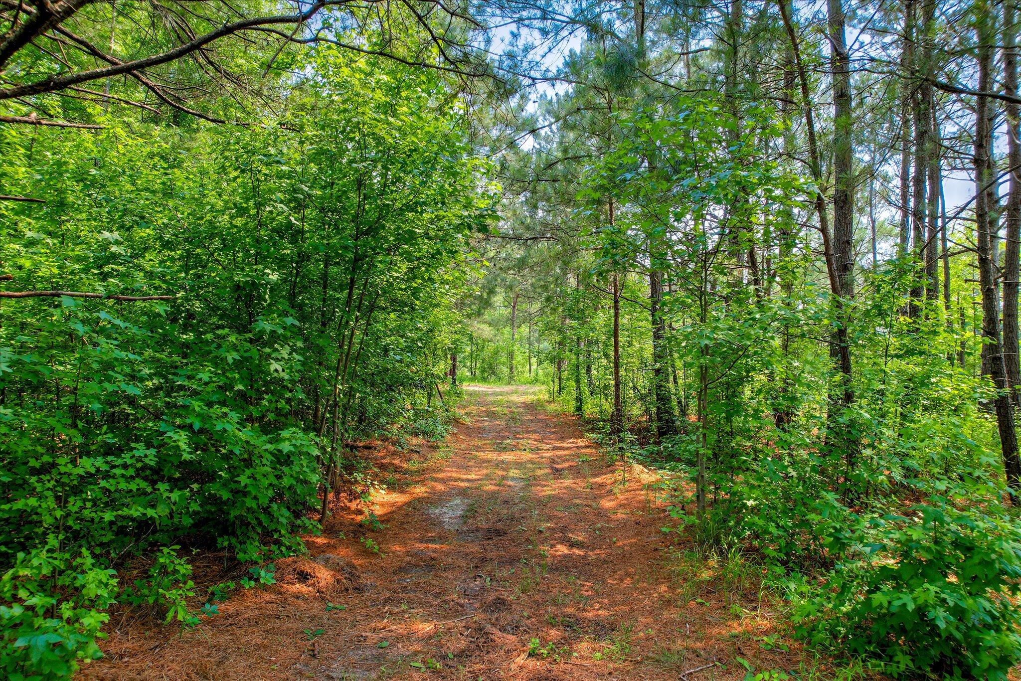 Lot 16 Reeves Street Aiken, SC 29805 - Photo 4 of 15