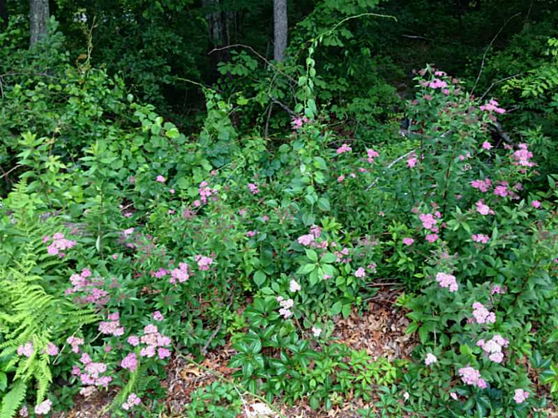 71 Burdickville Road Charlestown, RI 02813 - Photo 17 of 21 Yard/Garden.