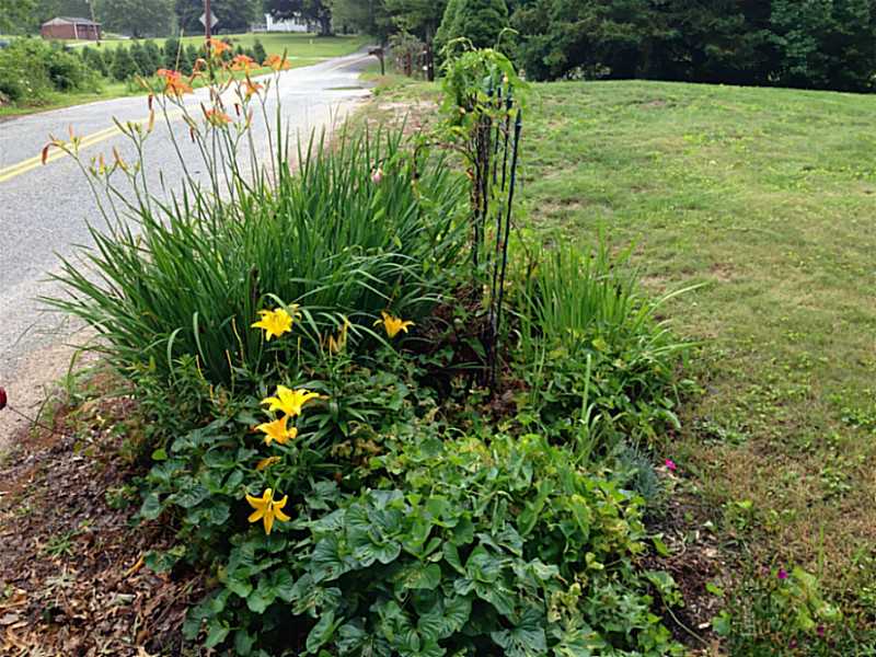71 Burdickville Road Charlestown, RI 02813 - Photo 18 of 21 Yard/Garden.